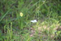 IMG_8168_R
