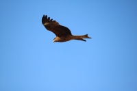 IMG_7213_R